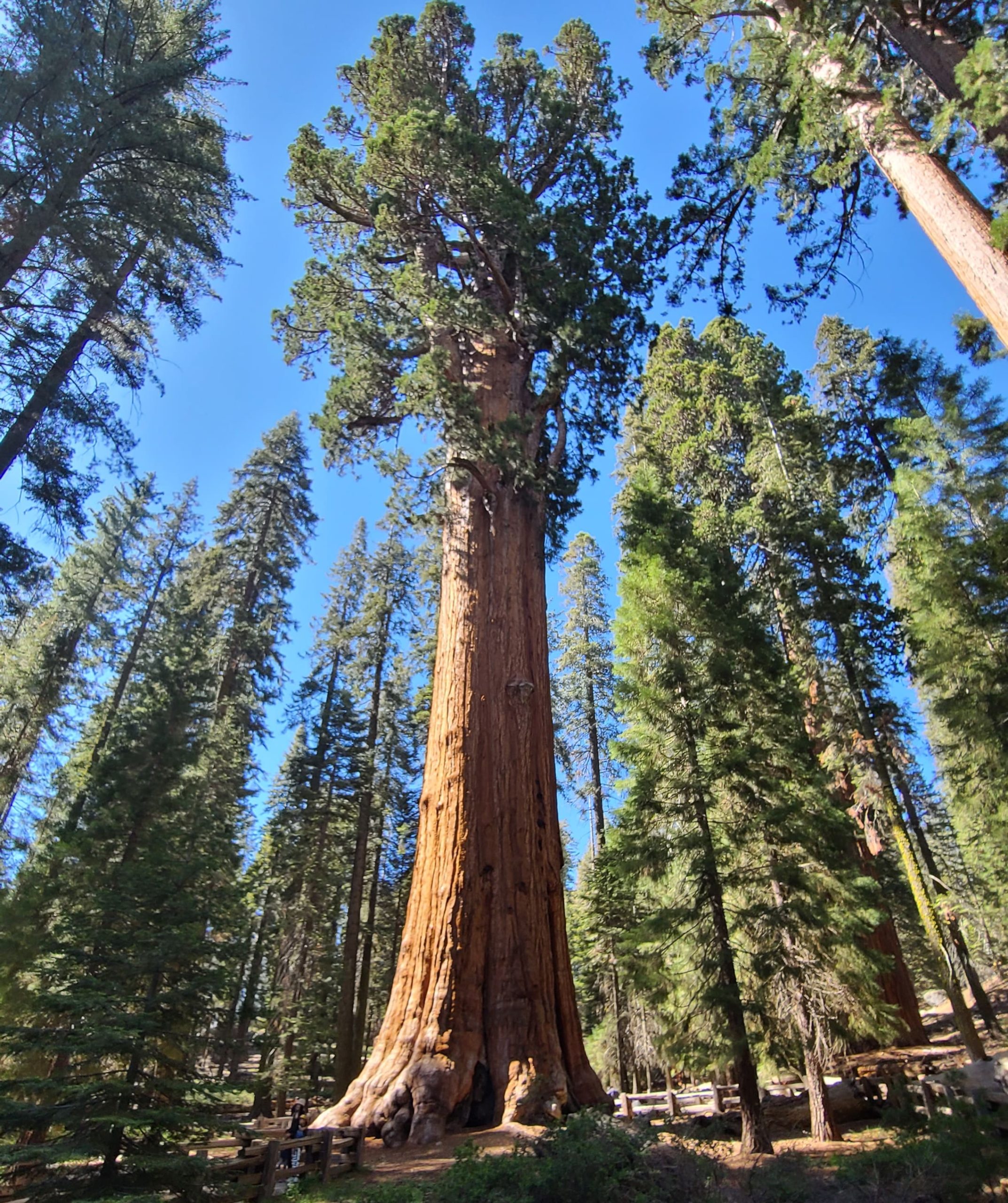 The General Sherman Tree Kingdom Media Studios